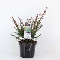 Podocarpus lawrencei red tip - Warentuin natuurlijk