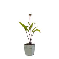 Echinacea purp. Fatal Attraction vaste plant Griffioen - Griffioen