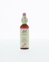 Bach Willow/wilg