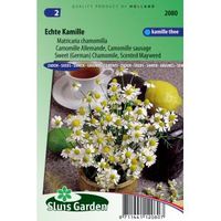 Kamille zaden - Matricaria chamomilla - thumbnail