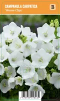 V.I.P.S. Campanula carpatica ''Weisse Clips'' - Karpatenklokje (P9)