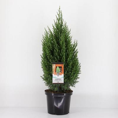 Juniperus chinensis stricta 80 cm - Warentuin natuurlijk