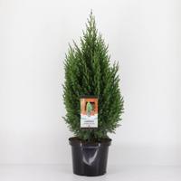 Juniperus chinensis stricta 80 cm - Warentuin natuurlijk