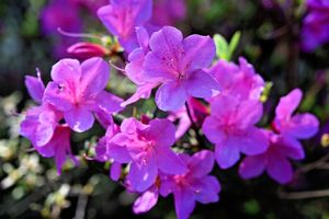 Japanse Azalea