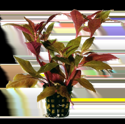 AquaVitaal Alternanthera Cardinalis