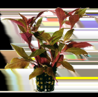 AquaVitaal Alternanthera Cardinalis