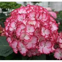 Hydrangea Macrophylla "Charming® Julia Pink"® boerenhortensia - thumbnail