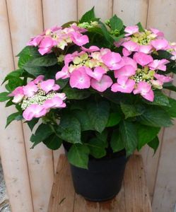 Hortensia Hydrangea roze randjesbloem 40 cm - Warentuin Natuurlijk