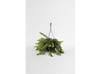 Aeschynanthus 'Twister' hang plant