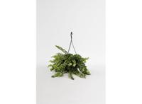 Aeschynanthus 'Twister' hang plant