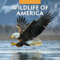 Wildlife of America Kalender 2027