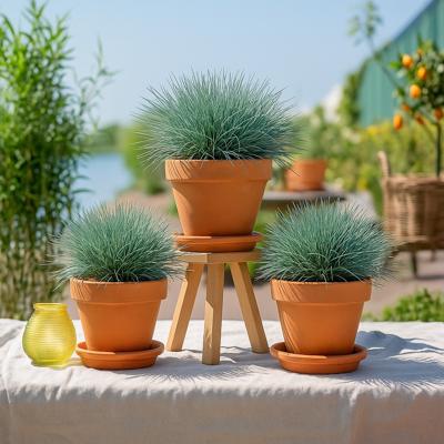 Festuca Trio - Siergras - 3 stuks - P11