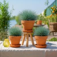 Festuca Trio - Siergras - 3 stuks - P11