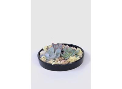 Echeveria Garden Mix in black bowl