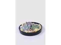 Echeveria Garden Mix in black bowl