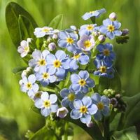 Moerasvergeet-mij-nietje (Myosotis Palustris) moerasplant - 6 stuks