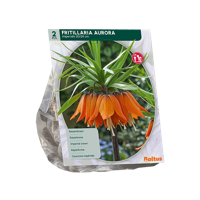 Kievitsbloem