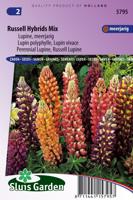 Lupinus Polyphyllus zaden Russell Hybrids Mix