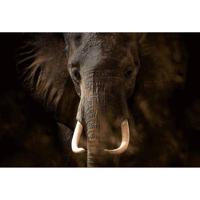 Fotobehang - Elephant Ivory 384x260cm - Vliesbehang - thumbnail