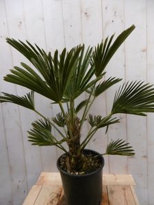 Winterharde Palmboom hoogte 70 cm - Warentuin Natuurlijk