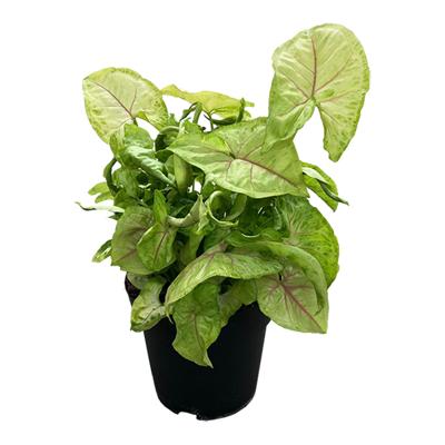 Syngonium &apos;golden allusion&apos; - P 17 cm