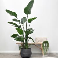 Strelitzia Nicolai - Paradijsvogelplant - P30 Strelitzia Nicolai - Paradijsvogelplant - P30