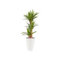 elho brussels diamond round high 32cm Binnen Plantenpot Vrijstaand Polypropyleen (PP) Wit - thumbnail