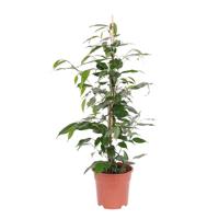 Ficus &apos;Danita&apos; P 17 cm