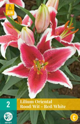 Lilium oriental Red/White - Jub