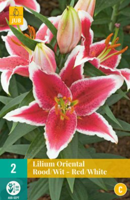 Lilium oriental Red/White - Jub