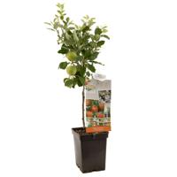Appelboom malus d. 'James Grieve' Appelboom malus d. 'James Grieve'