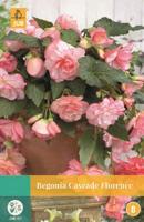 Begonia Cascade Florence roze 2 bloembollen Begonia JUB - Jub