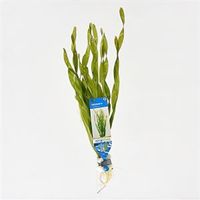 Vallisneria asiatica - 10 stuks - aquarium plant - thumbnail