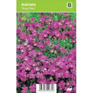 Randjesbloem (aubrieta "Royal Red") voorjaarsbloeier - 12 stuks