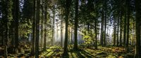 Karo-art Schilderij - Panorama bos, groen/zwart, 2 maten , print op canvas, premium print - thumbnail