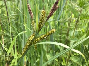 Oeverzegge / Carex riparia