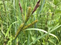 Oeverzegge / Carex riparia