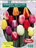 Tulp