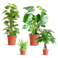 Easy care Plantenbox - medium - zonder sierpot