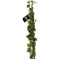 Bellatio Design kunstplant / hangplant bladeren slinger - Klimop / hedera - groen - 180 cm