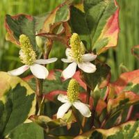 Bonte moerasanemoon (Houttuynia cordata “Chameleon”) moerasplant - 6 stuks - thumbnail