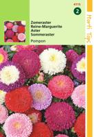 Callistephus Chinensis Pompon Gemengd - Hortitops