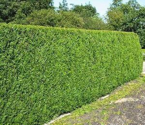 Reuze levensboom haag