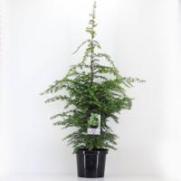 Tsuga canadensis 60-80 cm - Warentuin natuurlijk