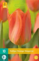 X 10 Tulipa Orange Emperor