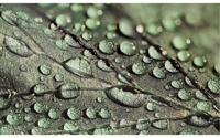 Goossens Schilderij Macro Leaf, 70 x 118 cm Goossens Schilderij Macro Leaf, 70 x 118 cm