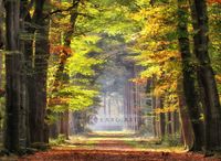 Karo-art Schilderij - Ochtendwandeling in het bos , 3 maten , Groen bruin , Premium print