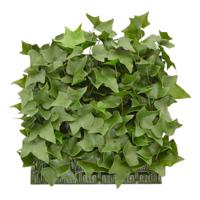 Hedera kunstmat 25x25cm - UV bestendig