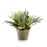 Staghorn fern