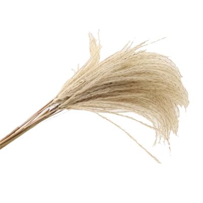 Bundle Grass